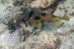 Diodon liturosus