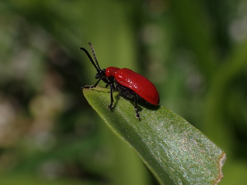 Ľaliovník obyčajný (Lilioceris lilii)