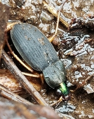 Chlaenius impunctifrons