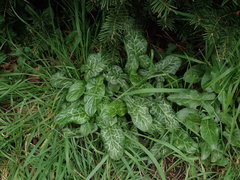 Arum italicum italicum
