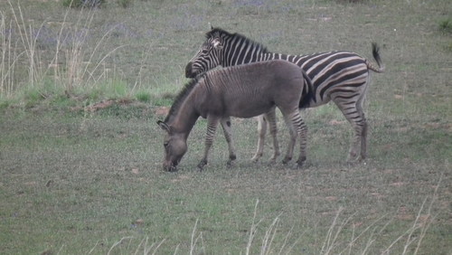 Zebra