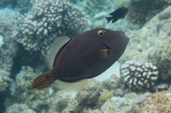 Cantherhines dumerilii