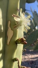 Myrtillocactus