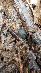 Chlaenius impunctifrons