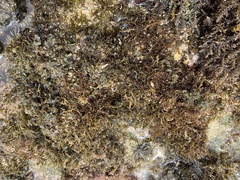 Coelothrix irregularis