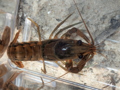 Procambarus versutus