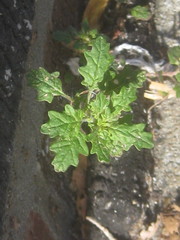 Dysphania pumilio