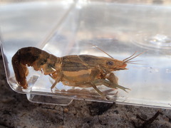 Procambarus versutus