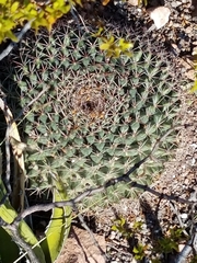 Mammillaria meiacantha