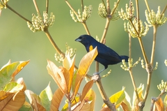 Euphonia cayennensis