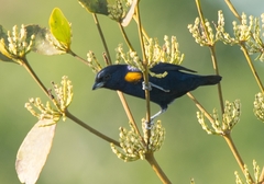 Euphonia cayennensis