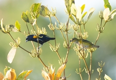 Euphonia cayennensis