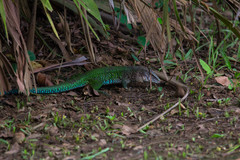 Ameiva ameiva