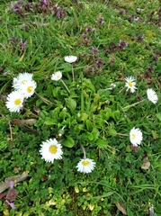 Bellis perennis