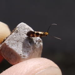 Micropterix ibericella