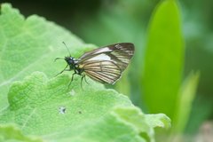 Heliopetes ochroleuca
