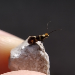 Micropterix ibericella