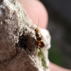 Micropterix ibericella