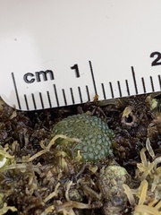 Dictyosphaeria versluysii