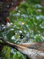 Cryptomarasmius micraster
