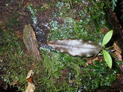 Cryptomarasmius micraster