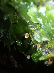 Cryptomarasmius micraster