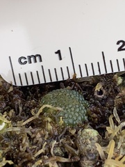 Dictyosphaeria versluysii