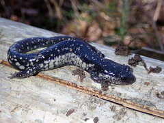 Plethodon glutinosus
