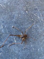 Macropathini
