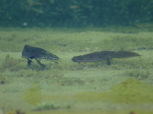 Grčki vodenjak (Lissotriton graecus)