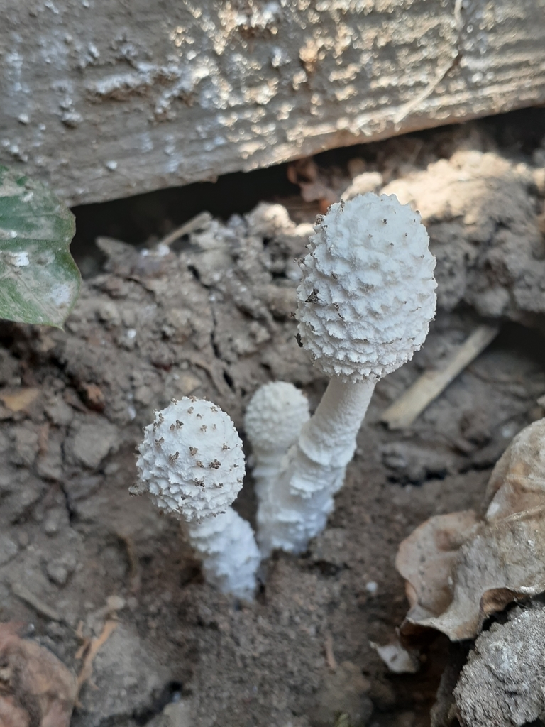 Leucocoprinus cretaceus · March 2021 · photo: © ruthgo (iNaturalist, cc0)