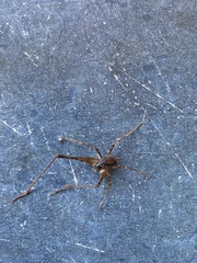 Macropathini