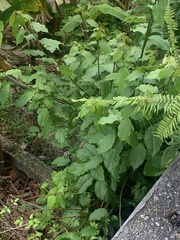 Trichostigma octandrum