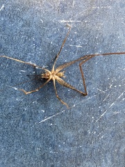 Macropathini