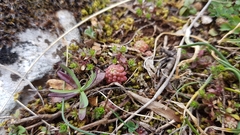 Sedum rubens