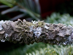 Melanohalea exasperata