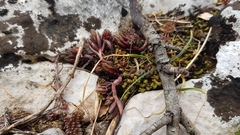Petrosedum ochroleucum