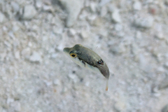 Canthigaster bennetti