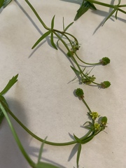 Ranunculus abortivus