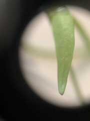 Ranunculus abortivus
