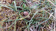 Sedum rubens