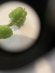 Ranunculus abortivus