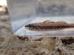 Etheostoma edwini
