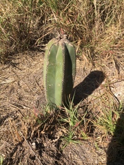Lophocereus marginatus
