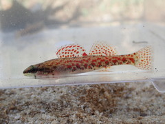 Etheostoma edwini