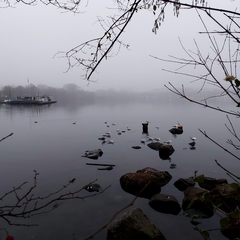 Chroicocephalus ridibundus