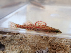 Etheostoma edwini