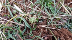 Sedum rubens