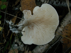 Clitocybe phyllophila
