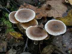 Cortinarius hemitrichus
